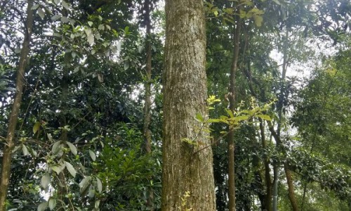 尿道刺痛用药网- 尿道有刺痛感知识,分享尿道刺痛一直有尿意